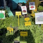 09.05.2021. Kielce. Sadzonki na Miejskim Placu Targowym w Kielcach / Kamil Król / Radio Kielce