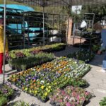 09.05.2021. Kielce. Sadzonki na Miejskim Placu Targowym w Kielcach / Kamil Król / Radio Kielce