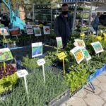 09.05.2021. Kielce. Sadzonki na Miejskim Placu Targowym w Kielcach / Kamil Król / Radio Kielce