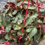 30.05.2021. Kielce. Agrocentrum Kielce. Begonia / Kamil Król / Radio Kielce