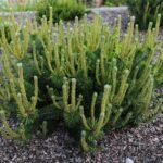 30.05.2021. Kielce. Ogród botaniczny / Wiktor Taszłow / Radio Kielce