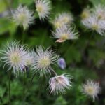 30.05.2021. Kielce. Ogród botaniczny / Wiktor Taszłow / Radio Kielce