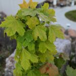 30.05.2021. Kielce. Ogród botaniczny / Wiktor Taszłow / Radio Kielce