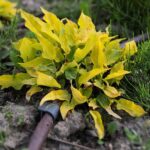 30.05.2021. Kielce. Ogród botaniczny / Wiktor Taszłow / Radio Kielce