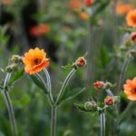 30.05.2021. Kielce. Ogród botaniczny / Wiktor Taszłow / Radio Kielce