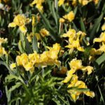 30.05.2021. Kielce. Ogród botaniczny / Wiktor Taszłow / Radio Kielce