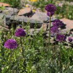 30.05.2021. Kielce. Ogród botaniczny / Wiktor Taszłow / Radio Kielce