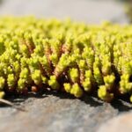 30.05.2021. Kielce. Ogród botaniczny / Wiktor Taszłow / Radio Kielce