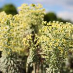 30.05.2021. Kielce. Ogród botaniczny / Wiktor Taszłow / Radio Kielce