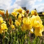 30.05.2021. Kielce. Ogród botaniczny / Wiktor Taszłow / Radio Kielce