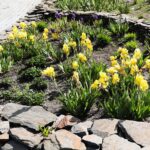 30.05.2021. Kielce. Ogród botaniczny / Wiktor Taszłow / Radio Kielce