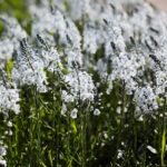 30.05.2021. Kielce. Ogród botaniczny / Wiktor Taszłow / Radio Kielce