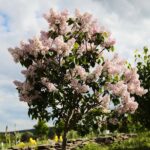 30.05.2021. Kielce. Ogród botaniczny / Wiktor Taszłow / Radio Kielce