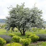 30.05.2021. Kielce. Ogród botaniczny / Wiktor Taszłow / Radio Kielce