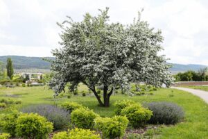 30.05.2021. Kielce. Ogród botaniczny / Wiktor Taszłow / Radio Kielce