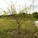 30.05.2021. Kielce. Ogród botaniczny / Wiktor Taszłow / Radio Kielce