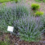 30.05.2021. Kielce. Ogród botaniczny / Wiktor Taszłow / Radio Kielce