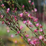 30.05.2021. Kielce. Ogród botaniczny / Wiktor Taszłow / Radio Kielce