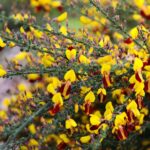 30.05.2021. Kielce. Ogród botaniczny / Wiktor Taszłow / Radio Kielce