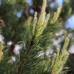 30.05.2021. Kielce. Ogród botaniczny / Wiktor Taszłow / Radio Kielce