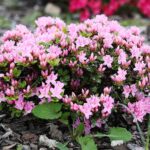 30.05.2021. Kielce. Ogród botaniczny / Wiktor Taszłow / Radio Kielce