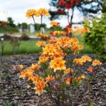 30.05.2021. Kielce. Ogród botaniczny / Wiktor Taszłow / Radio Kielce