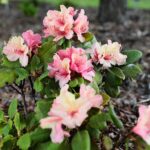 30.05.2021. Kielce. Ogród botaniczny / Wiktor Taszłow / Radio Kielce