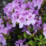 30.05.2021. Kielce. Ogród botaniczny / Wiktor Taszłow / Radio Kielce