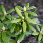 30.05.2021. Kielce. Ogród botaniczny / Wiktor Taszłow / Radio Kielce