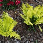 30.05.2021. Kielce. Ogród botaniczny / Wiktor Taszłow / Radio Kielce