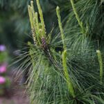 30.05.2021. Kielce. Ogród botaniczny / Wiktor Taszłow / Radio Kielce