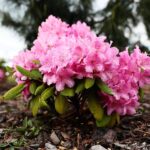 30.05.2021. Kielce. Ogród botaniczny / Wiktor Taszłow / Radio Kielce