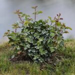 30.05.2021. Kielce. Ogród botaniczny / Wiktor Taszłow / Radio Kielce