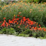 30.05.2021. Kielce. Ogród botaniczny / Wiktor Taszłow / Radio Kielce