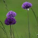 30.05.2021. Kielce. Ogród botaniczny / Wiktor Taszłow / Radio Kielce