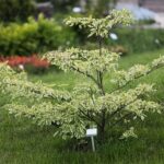 30.05.2021. Kielce. Ogród botaniczny / Wiktor Taszłow / Radio Kielce