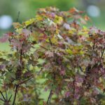 30.05.2021. Kielce. Ogród botaniczny / Wiktor Taszłow / Radio Kielce