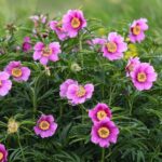 30.05.2021. Kielce. Ogród botaniczny / Wiktor Taszłow / Radio Kielce