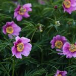 30.05.2021. Kielce. Ogród botaniczny / Wiktor Taszłow / Radio Kielce