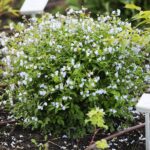 30.05.2021. Kielce. Ogród botaniczny / Wiktor Taszłow / Radio Kielce