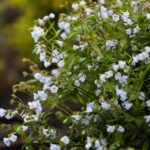 30.05.2021. Kielce. Ogród botaniczny / Wiktor Taszłow / Radio Kielce