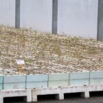 19.05.2021. Suków-Papiernia. Gospodarstwo Nasienno-Szkółkarskie. Akcji "Łączą nas drzewa" / Starostwo Powiatowe w Kielcach