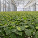 19.05.2021. Suków-Papiernia. Gospodarstwo Nasienno-Szkółkarskie. Akcji "Łączą nas drzewa" / Starostwo Powiatowe w Kielcach