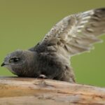 Jerzyk zwyczajny, jerzyk (Apus apus) / Stowarzyszenie Ptaki Polskie