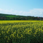 Karwów. Źródełko bł. Wincentego Kadłubka i jego okolice / Emilia Sitarska / Radio Kielce