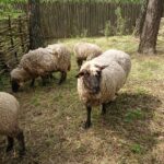 15.05.2021 Krzemionki. Osada neolityczna / Emilia Sitarska / Radio Kielce