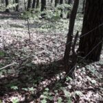 Archiwum Nadleśnictwa Kielce