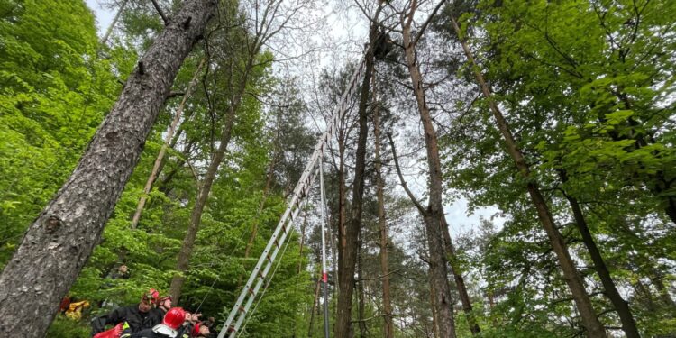 24.05.2021 Masłów. Akcja ratunkowa paralotniarza zawieszonego na drzewie / Wiktor Taszłow