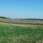 Międzygórz. Okolice ruin zamku, kwitnące sady / Emilia Sitarska / Radio Kielce