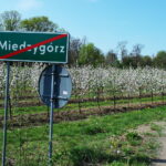 Międzygórz. Okolice ruin zamku, kwitnące sady / Emilia Sitarska / Radio Kielce